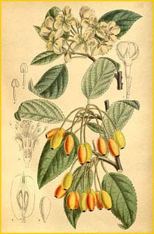   ( Malus rivularis ) Curtis's Botanical Magazine 1919