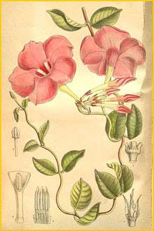 M  ( andevilla eximia / Dipladenia eximia ) Curtis's Botanical Magazine
