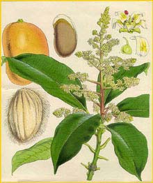  ( angifera indica ) Curtis's Botanical Magazine