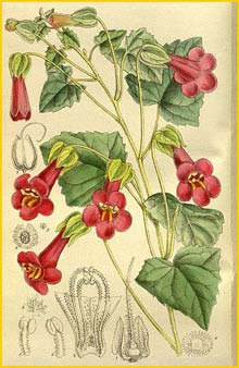  /  ( Maurandya / Asarina purpusii ) Curtis's Botanical Magazine 1917