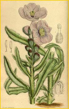   ( Meconopsis prattii ) Curtis's Botanical Magazine 1915