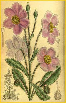   ( Meconopsis rudisi ) Curtis's Botanical Magazine 1914
