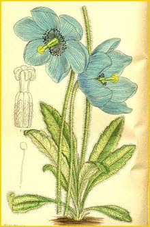   ( Meconopsis simplicifolia ) Curtis's Botanical Magazine 1911