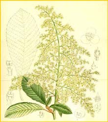   ( Meliosma cuneifolia ) Curtis's Botanical Magazine 1911