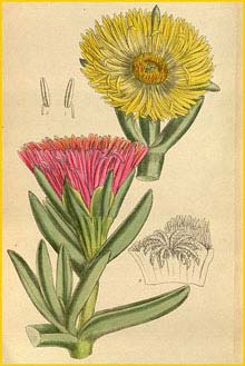   ( esembryanthemum edule )  Curtis's Botanical Magazine 1918