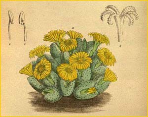   ( esembryanthemum elishae )  Curtis's Botanical Magazine 1918