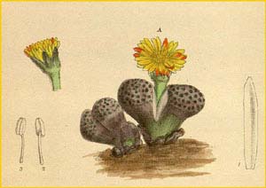   ( esembryanthemum fulviceps )  Curtis's Botanical Magazine 1918
