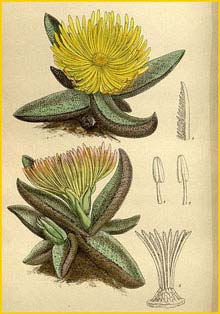   ( esembryanthemum nobile )  Curtis's Botanical Magazine 1919