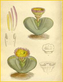   ( esembryanthemum pearsonii )  Curtis's Botanical Magazine 1912