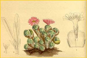   ( esembryanthemum thecatum )  Curtis's Botanical Magazine 1915