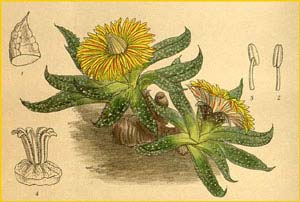   ( esembryanthemum transvaalense )  Curtis's Botanical Magazine 1916