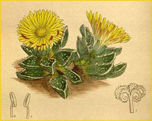   ( esembryanthemum tuberculosum )  Curtis's Botanical Magazine 1916