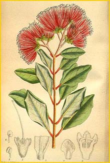    ( Metrosideros collinus ) Curtis's Botanical Magazine 1920