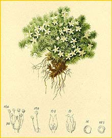   ( Minuartia sedoides ) Atlas der Alpenflora (1882) by Anton Hartinger