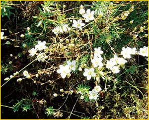   ( Minuartia pauciflora ),    