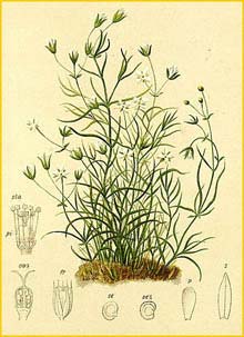    ( Moehringia muscosa ) Atlas der Alpenflora (1882) by Anton Hartinger