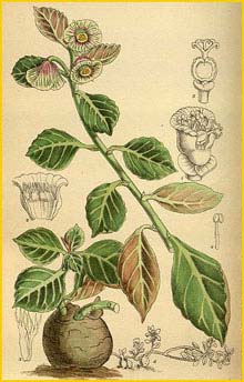   ( Monadenium erubescens ) Curtis's Botanical Magazine 1918
