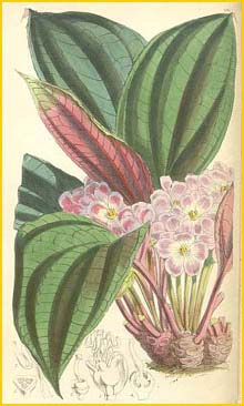   ( Monolena primuliflora ) Curtis's Botanical Magazine