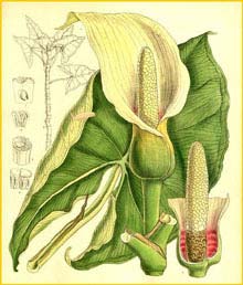    ( Montrichardia arborescens ) Curtis's Botanical Magazine