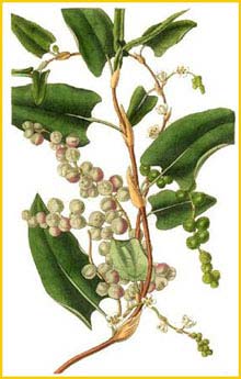   ( Muehlenbeckia adpressa ) Curtis's Botanical Magazine