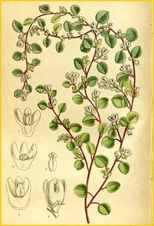   ( Muehlenbeckia complexa ) Curtis's Botanical Magazine 1912