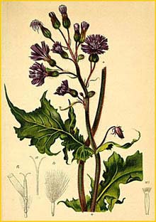   ( Mulgedium alpinum ) Atlas der Alpenflora (1882) by Anton Hartinger
