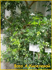   ( Muraya paniculata )