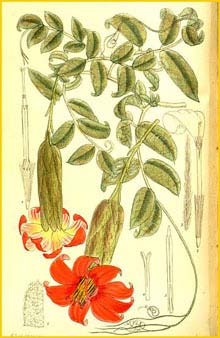  ( Mutisia clematis )  Curtis's Botanical Magazine 1911