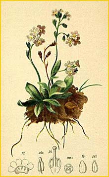   ( Myosotis alpestris ) Atlas der Alpenflora (1882) by Anton Hartinger