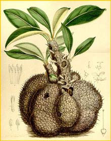   ( Myrmecodia beccarii )  Curtis's Botanical Magazine 1886