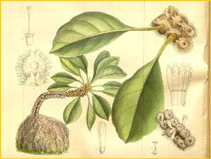  ( Myrmecodia platytyrea ssp. antoinii ) Curtis's Botanical Magazine 1897
