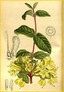   ( Lonicera chaetocarpa ) Curtis's Botanical Magazine 1919