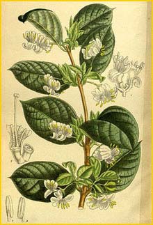   ( Lonicera fragrantissima ) Curtis's Botanical Magazine 1914