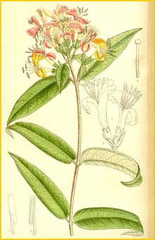  ( Lonicera henryi ) Curtis's Botanical Magazine 1911