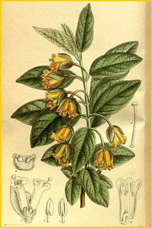   ( Lonicera ledebourii ) Curtis's Botanical Magazine 1914