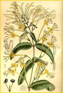    ( Lonicera similis delavayi ) Curtis's Botanical Magazine 1919