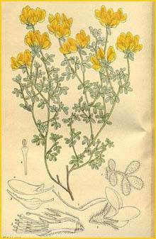    ( Lotus corniculatus villosior ) Curtis's Botanical Magazine 1915