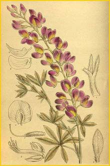   ( Lupinus chamissonis ) Curtis's Botanical Magazine 1916