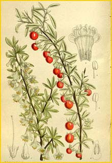   ( Lycium pallidum )  Curtis's Botanical Magazine 1912