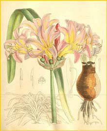   ( Lycoris squamigera ) Curtis's Botanical Magazine