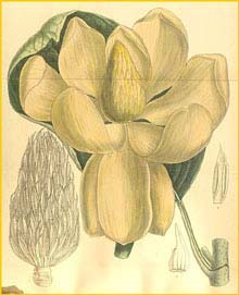   ( Magnolia delavayi ) Curtis's Botanical Magazine 1909