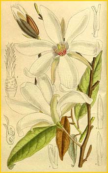    ( agnolia salicifolia ) Curtis's Botanical Magazine 1913