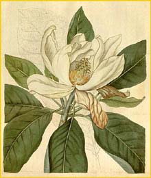    ( agnolia x thompsoniana ) Curtis's Botanical Magazine 