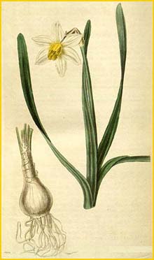   ( Narcissus macleayi ) Curtis's Botanical Magazine