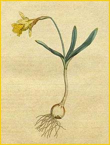   ( Narcissus minor ) Curtis's Botanical Magazine