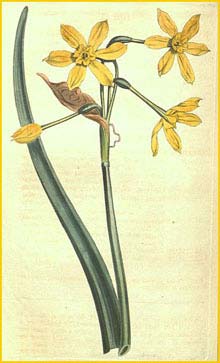   .  ( Narcissus tazetta ssp. aureus ) Curtis's Botanical Magazine