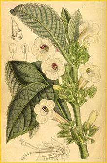   ( Nautilocalyx pallidus ) Curtis's Botanical Magazine 1913