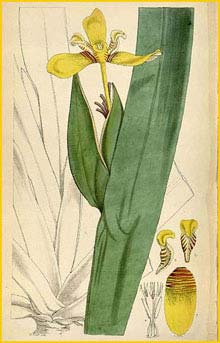   ( Neomarica brachypus ) Curtis's Botanical Magazine
