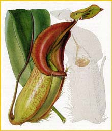   ( Nepenthes veitchii )  Curtis's Botanical Magazine 1858