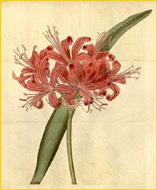   ( Nerine sarniensis ) Curtis's Botanical Magazine
